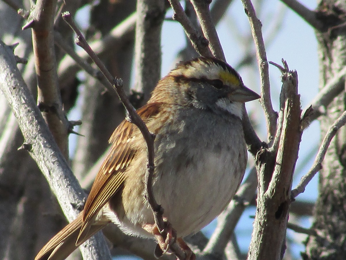Bruant à gorge blanche - ML647163087