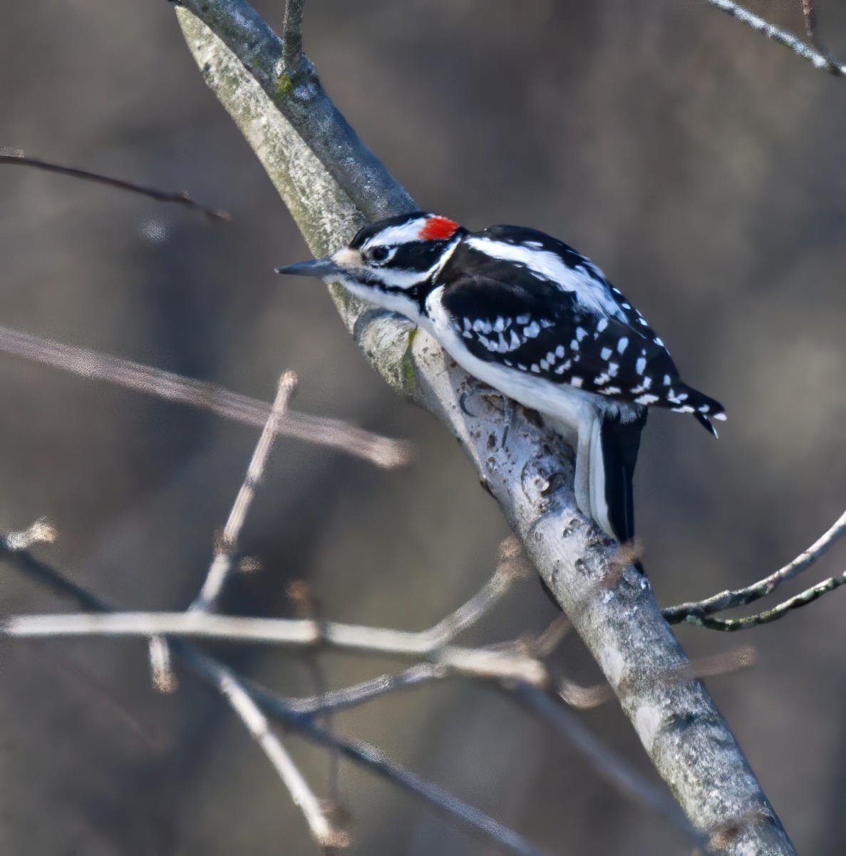 Hairy Woodpecker - ML647163094
