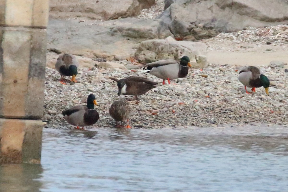 Mallard (Domestic type) - ML647163099