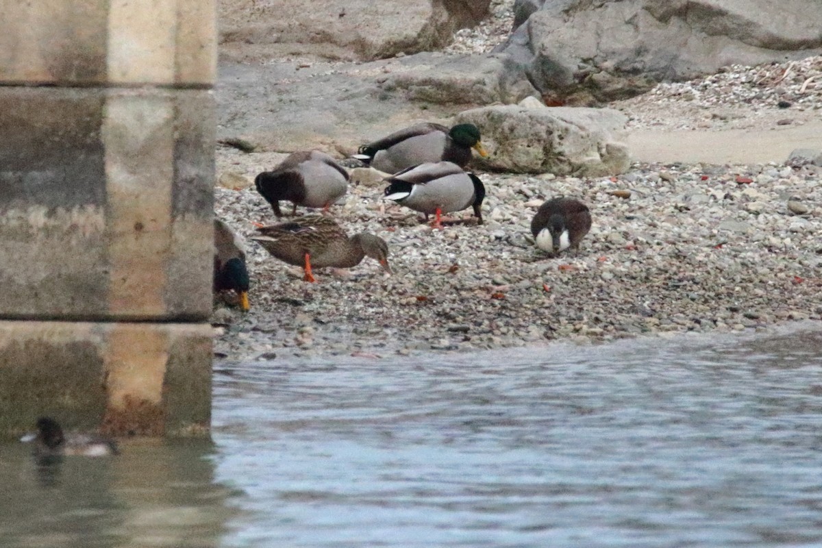 Mallard (Domestic type) - ML647163100