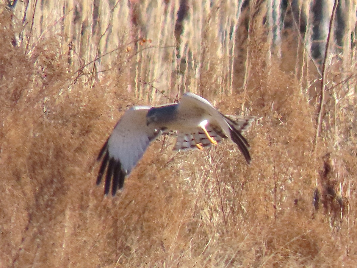 Northern Harrier - ML647163109