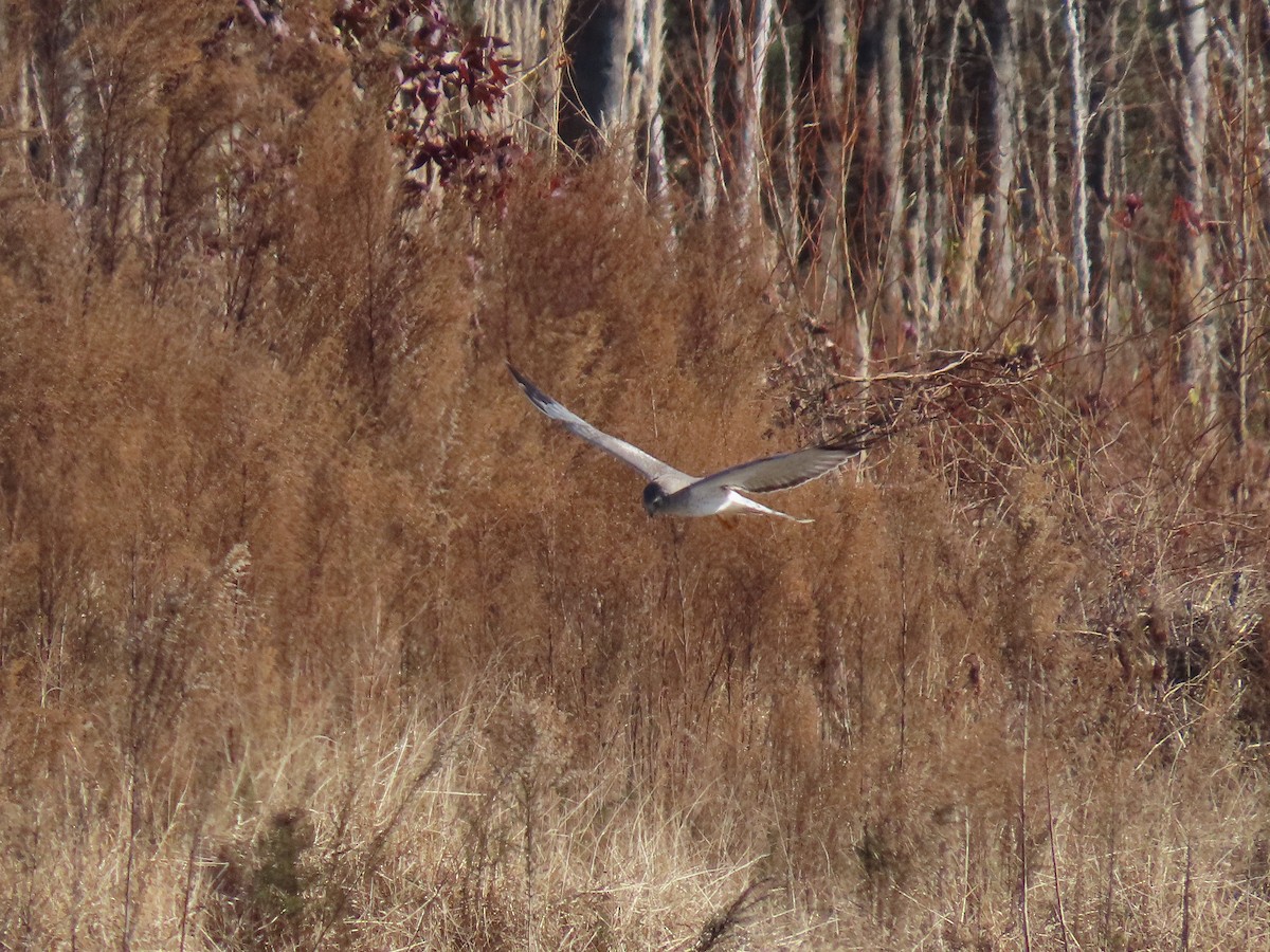 Northern Harrier - ML647163110