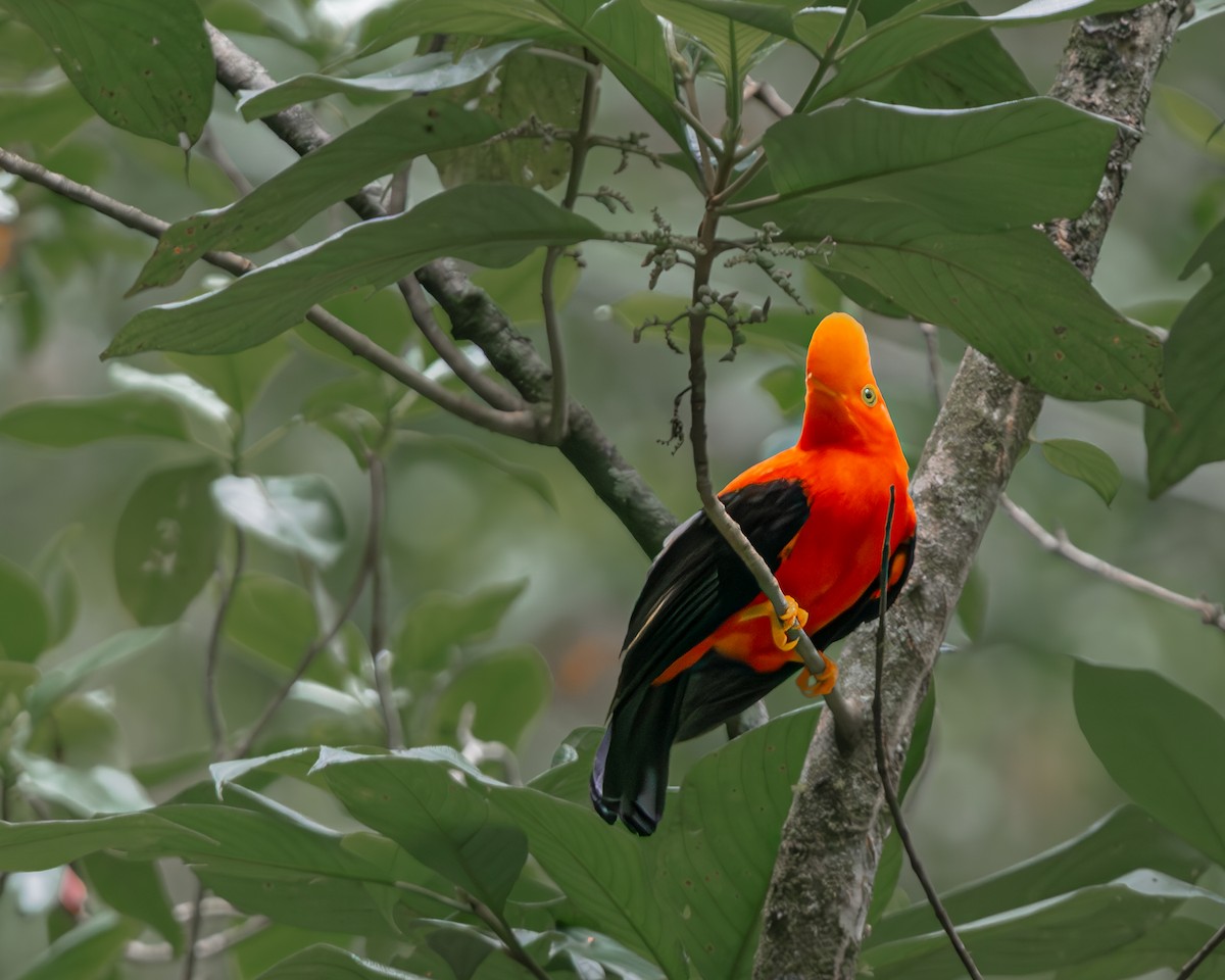 Andean Cock-of-the-rock - ML647163113