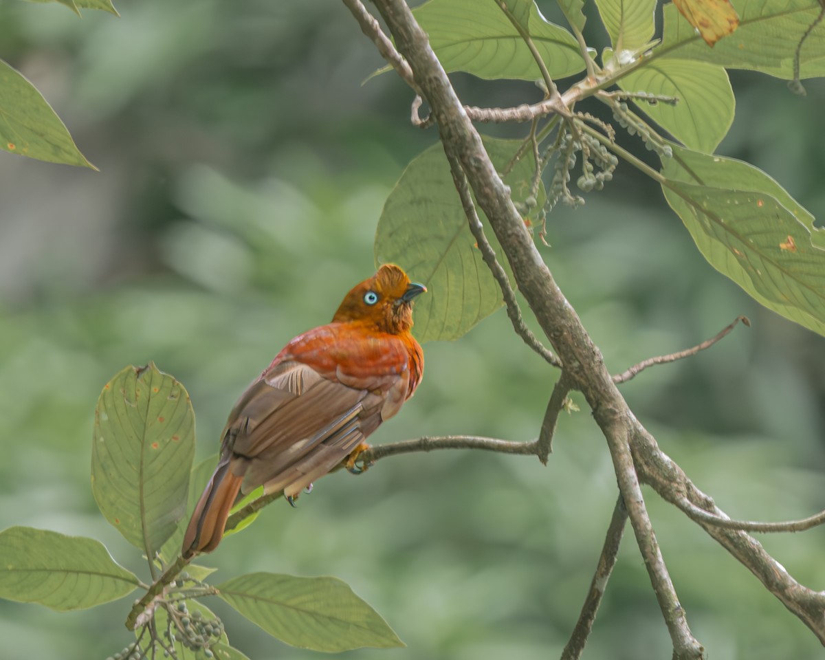 Andean Cock-of-the-rock - ML647163114