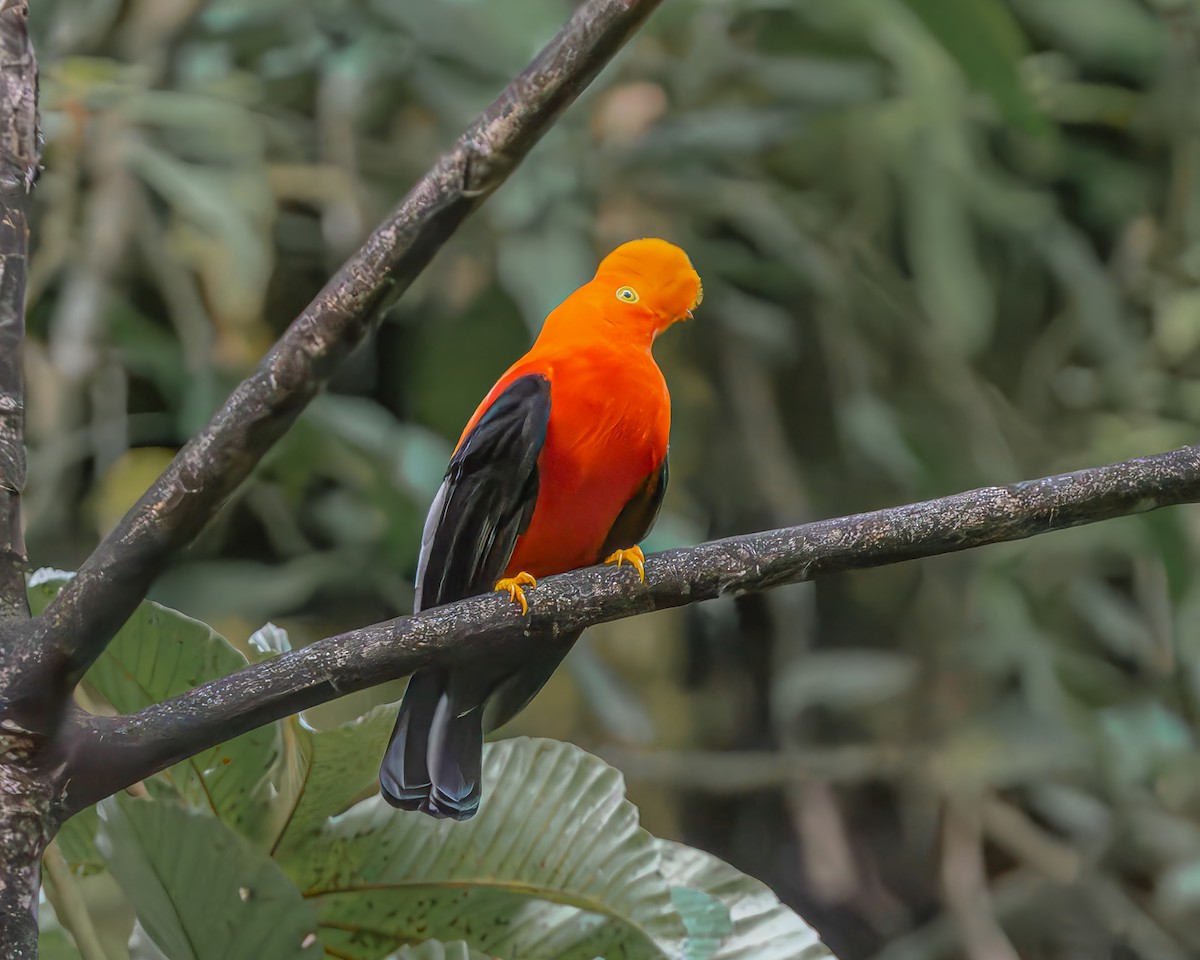 Andean Cock-of-the-rock - ML647163115