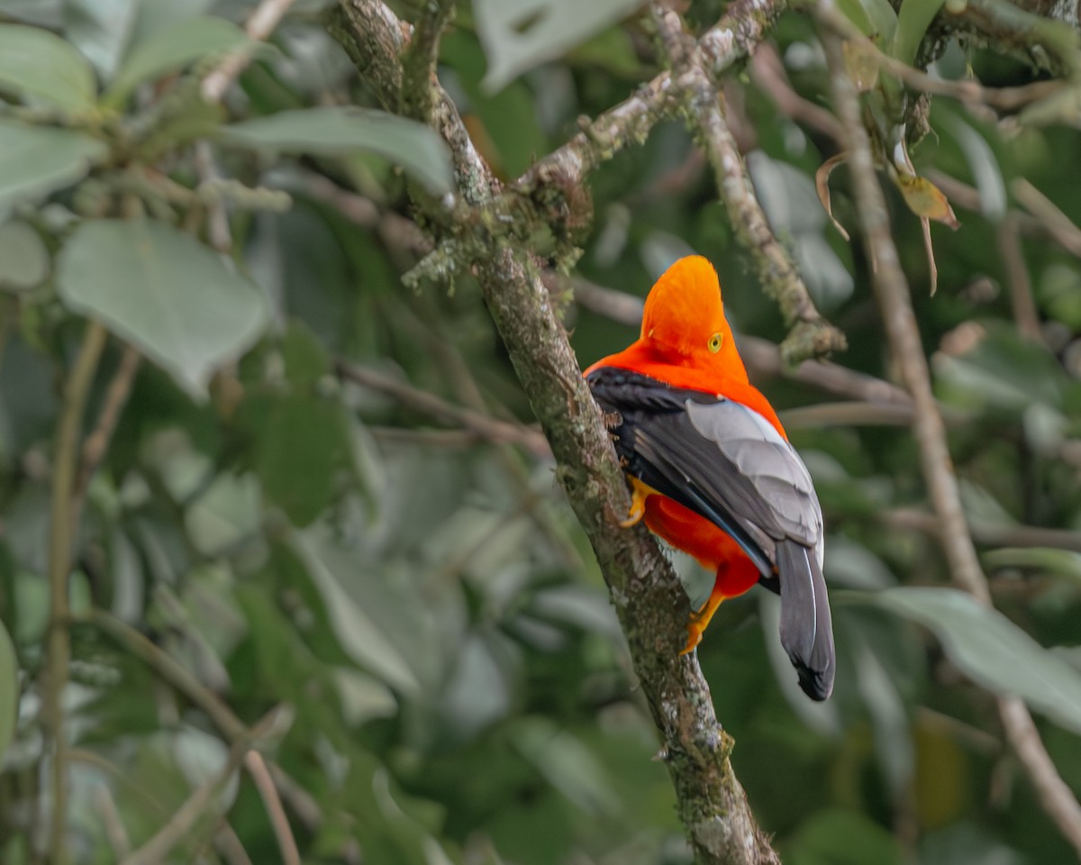 Andean Cock-of-the-rock - ML647163116