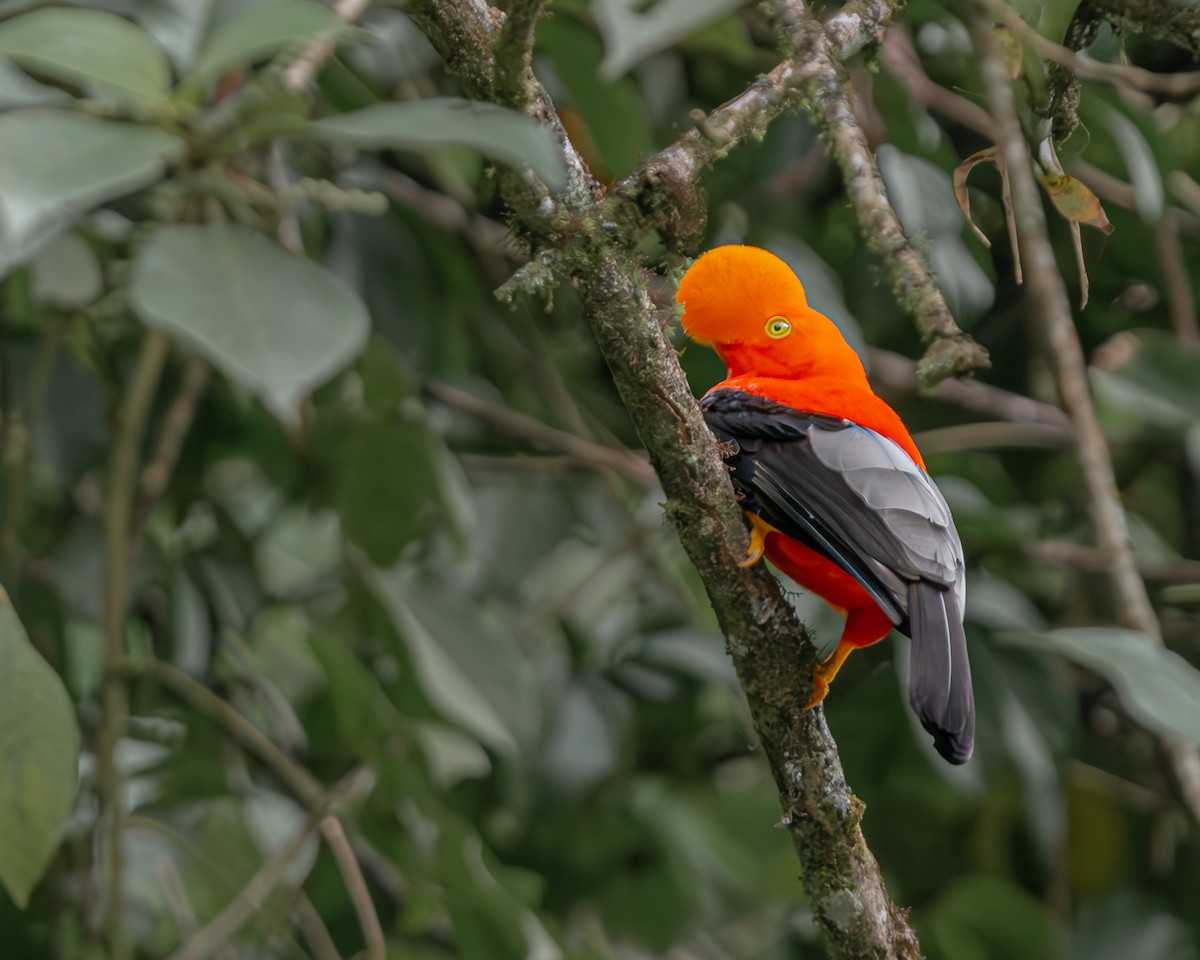 Andean Cock-of-the-rock - ML647163117