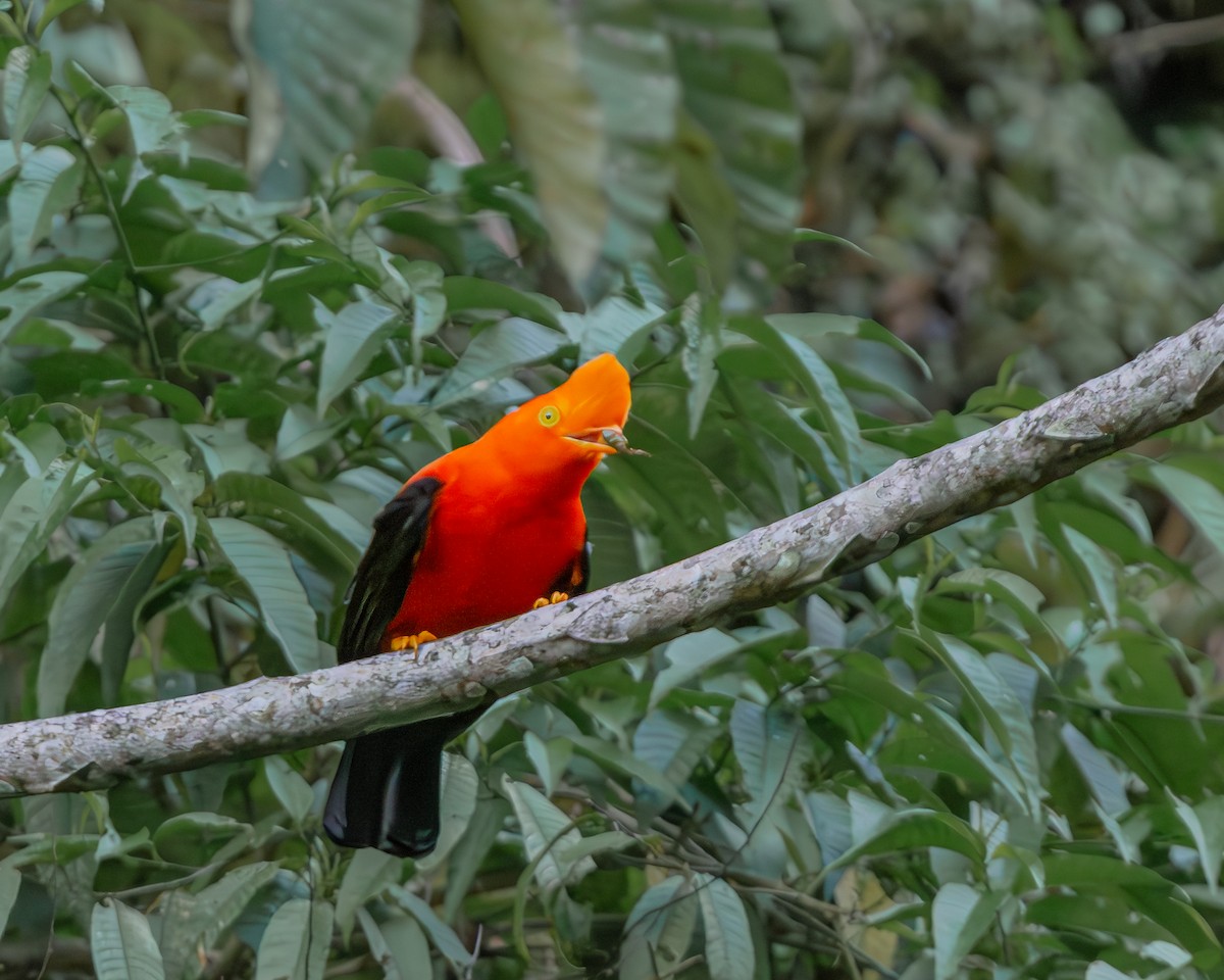 Andean Cock-of-the-rock - ML647163118