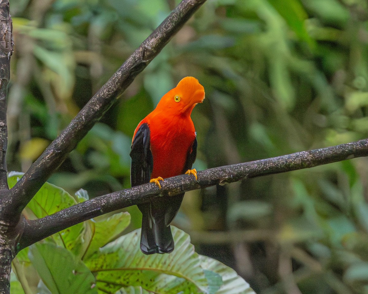 Andean Cock-of-the-rock - ML647163119