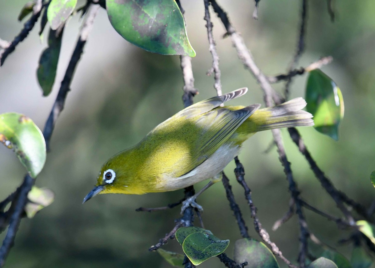 Warbling White-eye - ML647163121