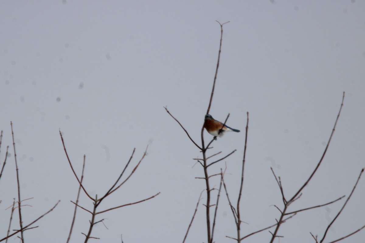 Eastern Bluebird - ML647163122