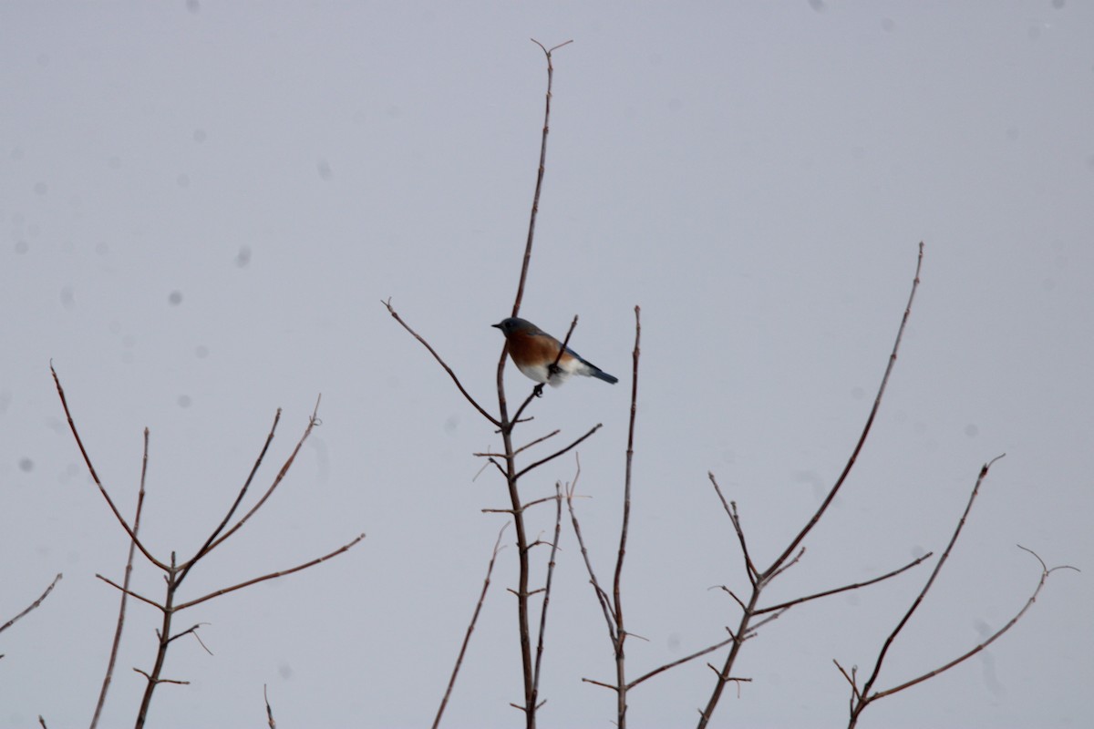 Eastern Bluebird - ML647163123