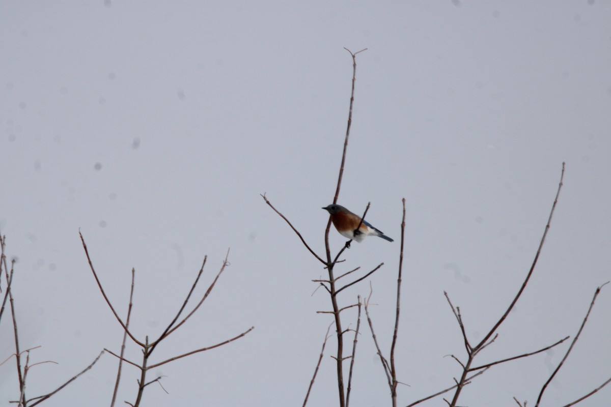 Eastern Bluebird - ML647163125