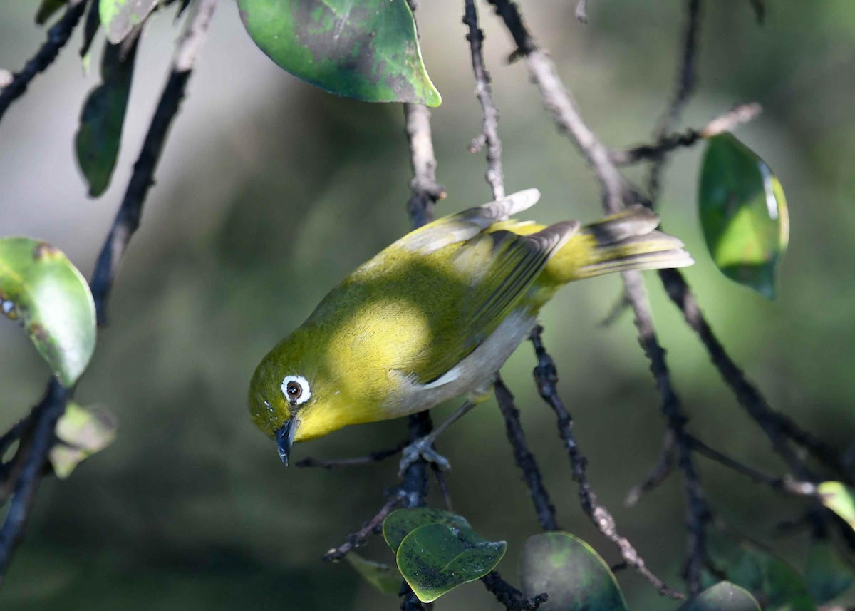 Warbling White-eye - ML647163126