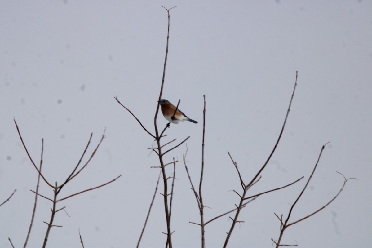 Eastern Bluebird - ML647163127