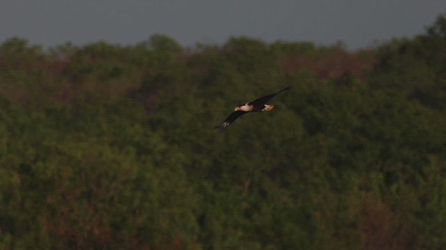 Crested Caracara - ML647163128