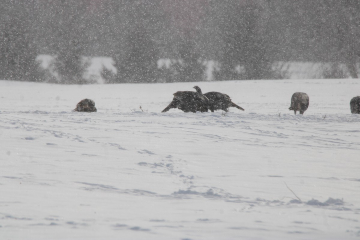 Wild Turkey - ML647163129