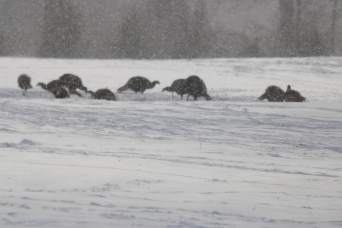 Wild Turkey - ML647163133