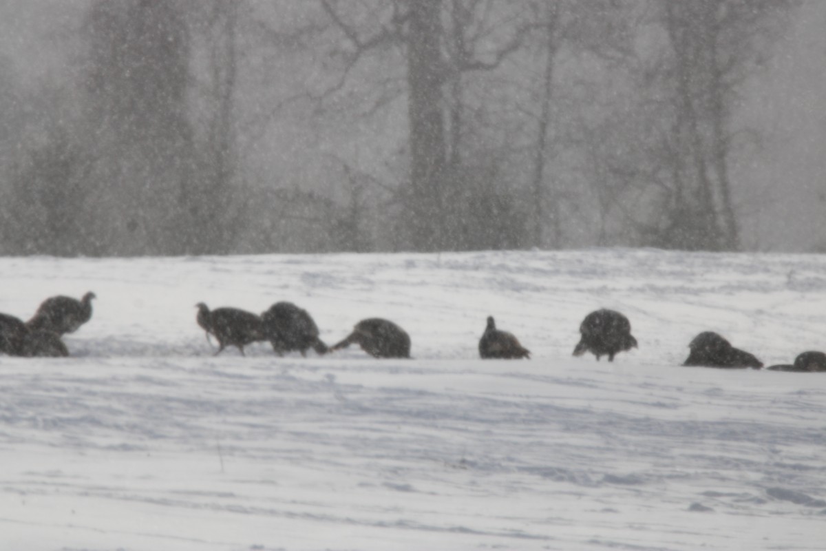 Wild Turkey - ML647163134