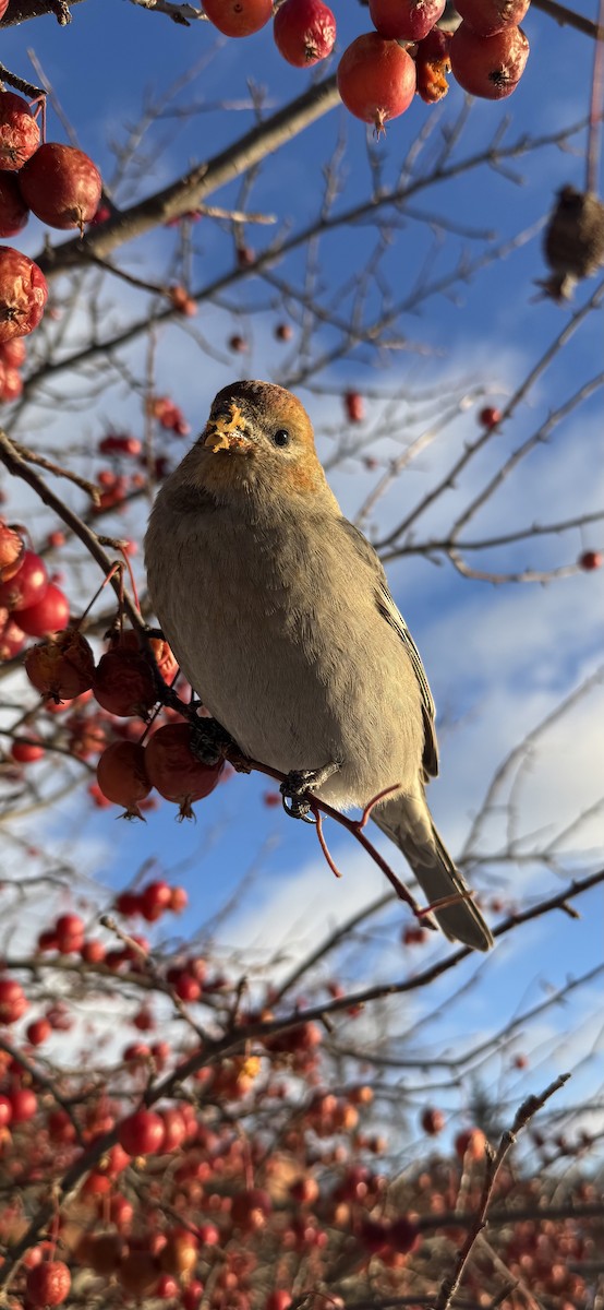 Pinu-gailupa - ML647163137