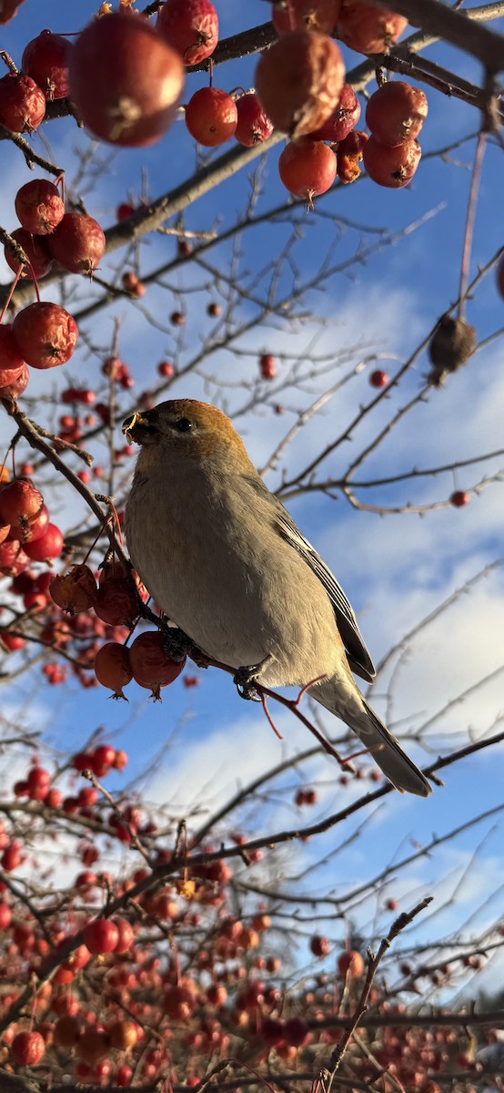 Pinu-gailupa - ML647163138