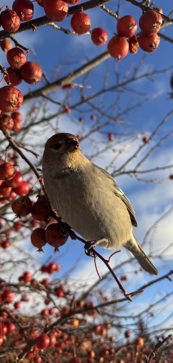 Pinu-gailupa - ML647163139