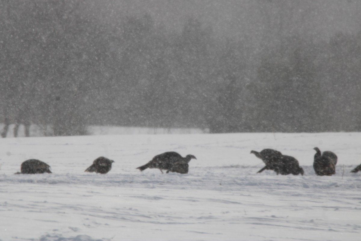 Wild Turkey - ML647163140