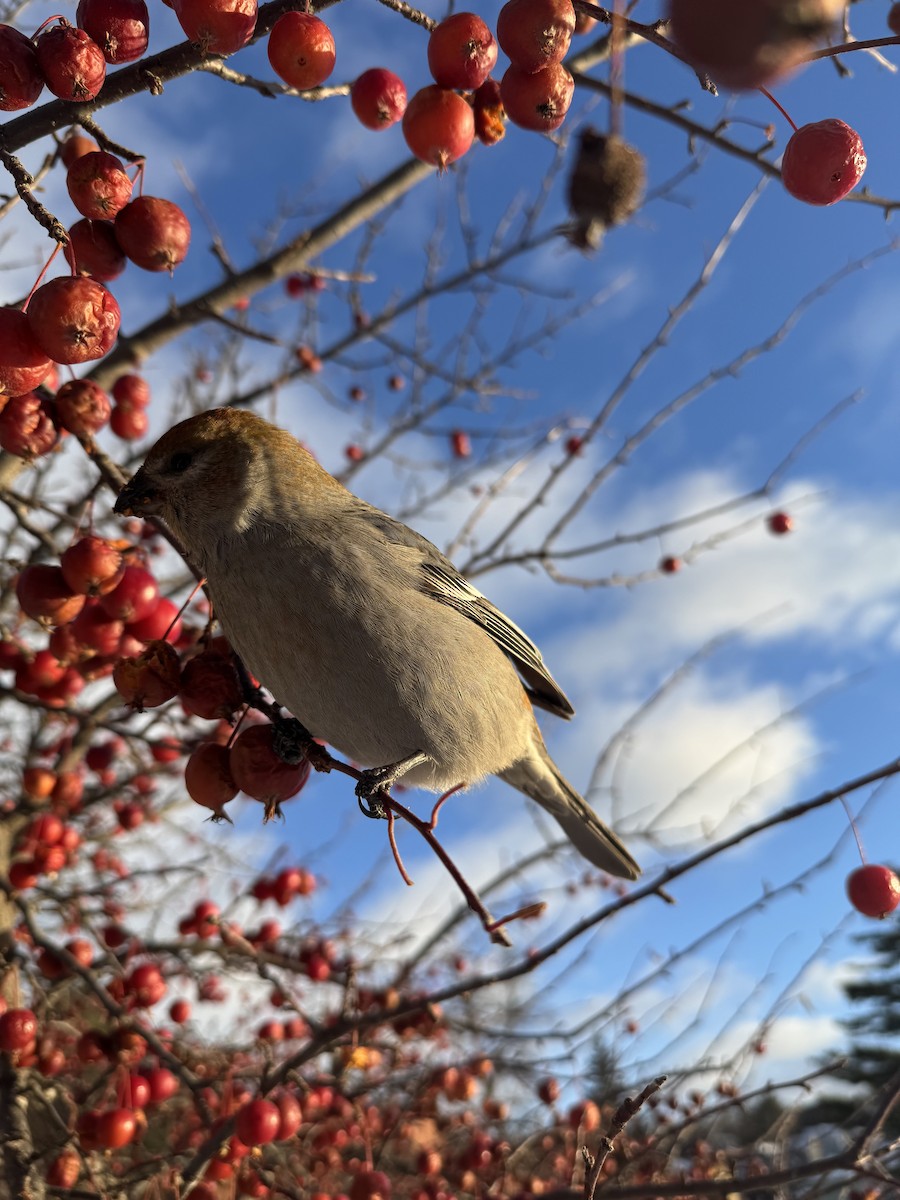 Pinu-gailupa - ML647163141