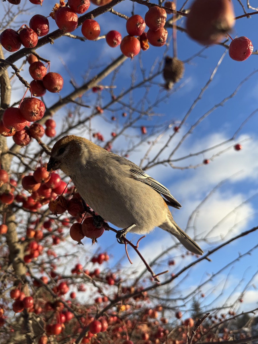 Pinu-gailupa - ML647163142