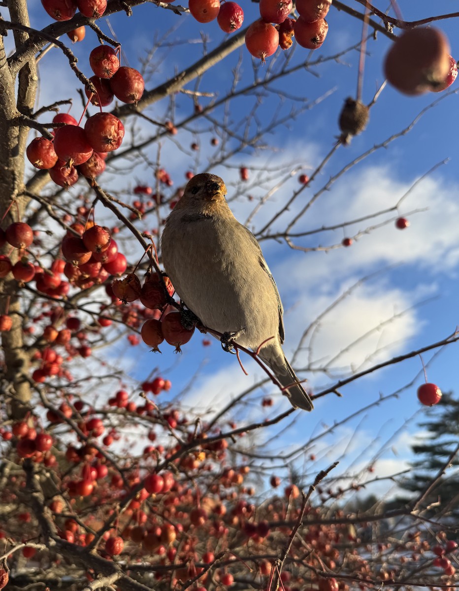 Pinu-gailupa - ML647163143