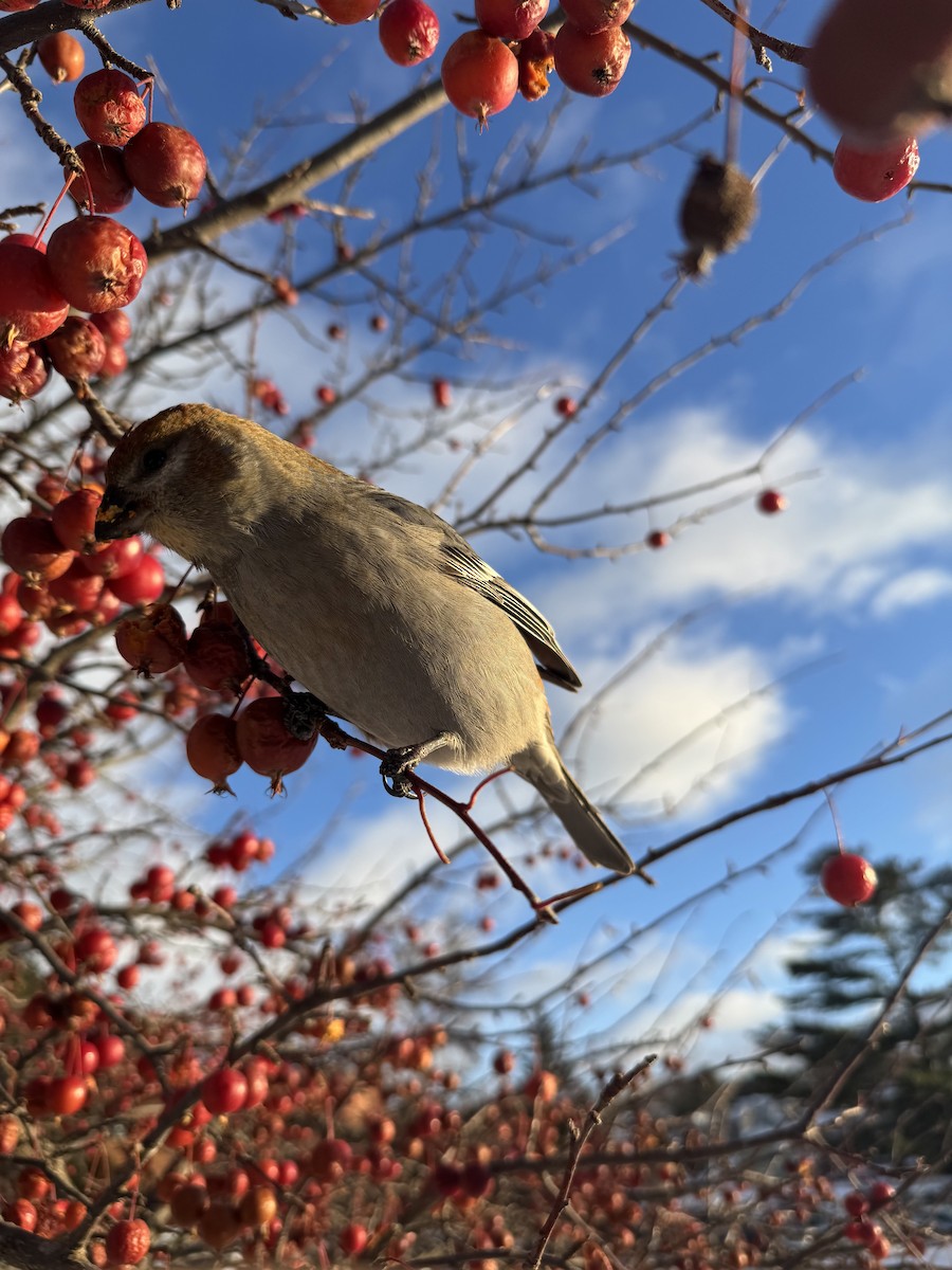 Pinu-gailupa - ML647163144