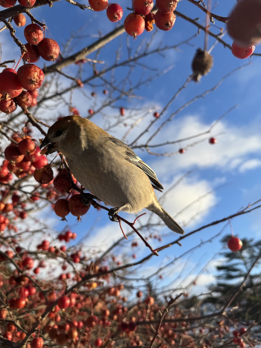 Pinu-gailupa - ML647163145