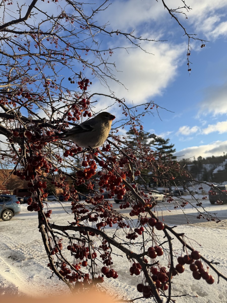 Pinu-gailupa - ML647163146