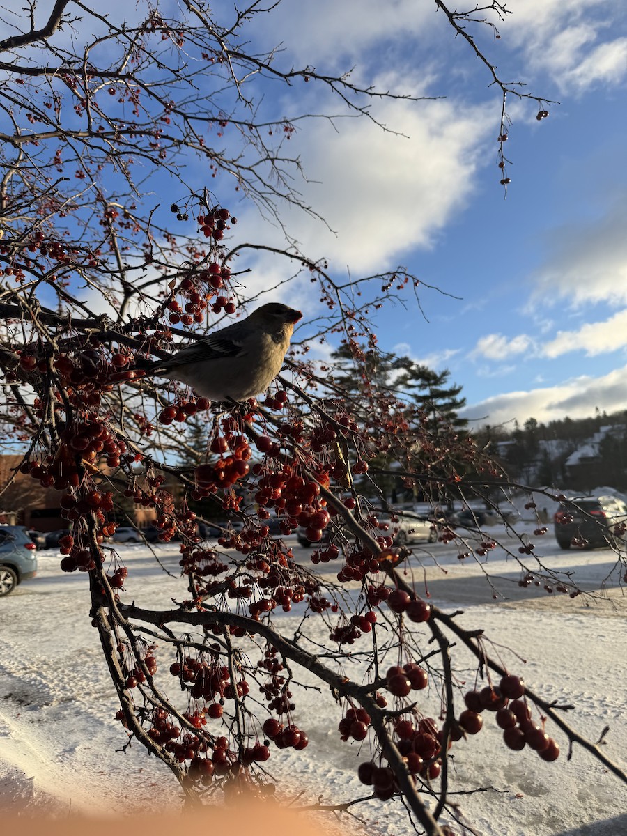 Pinu-gailupa - ML647163147