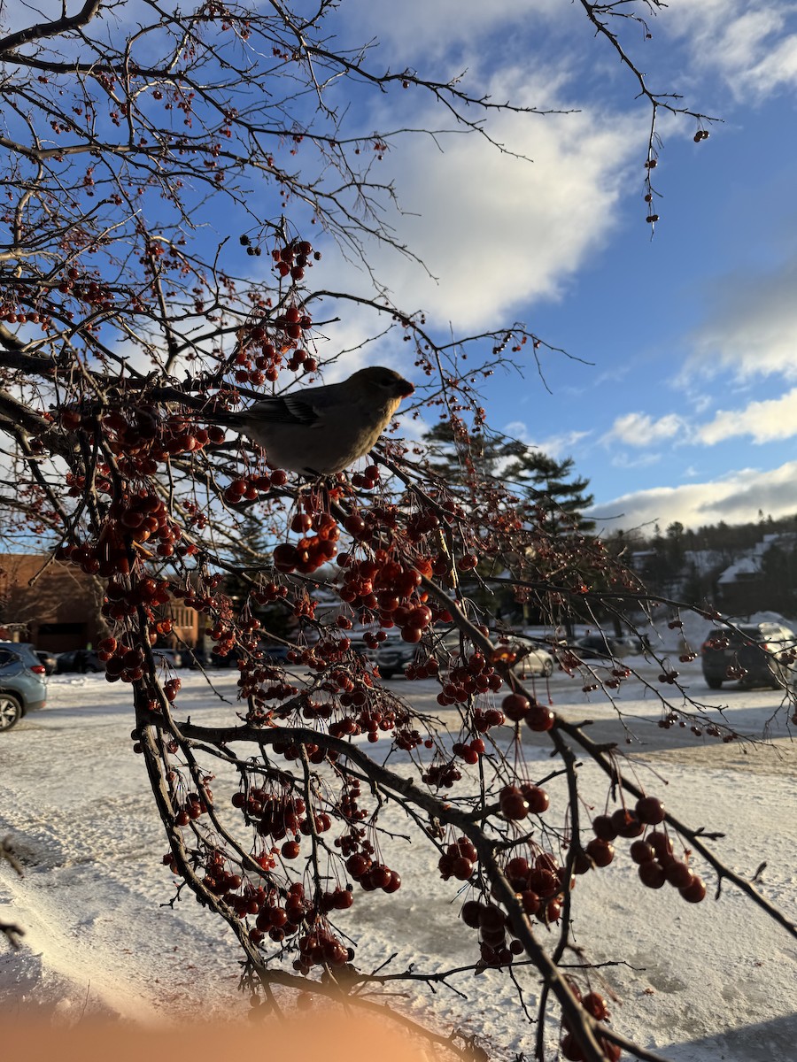 Pinu-gailupa - ML647163148