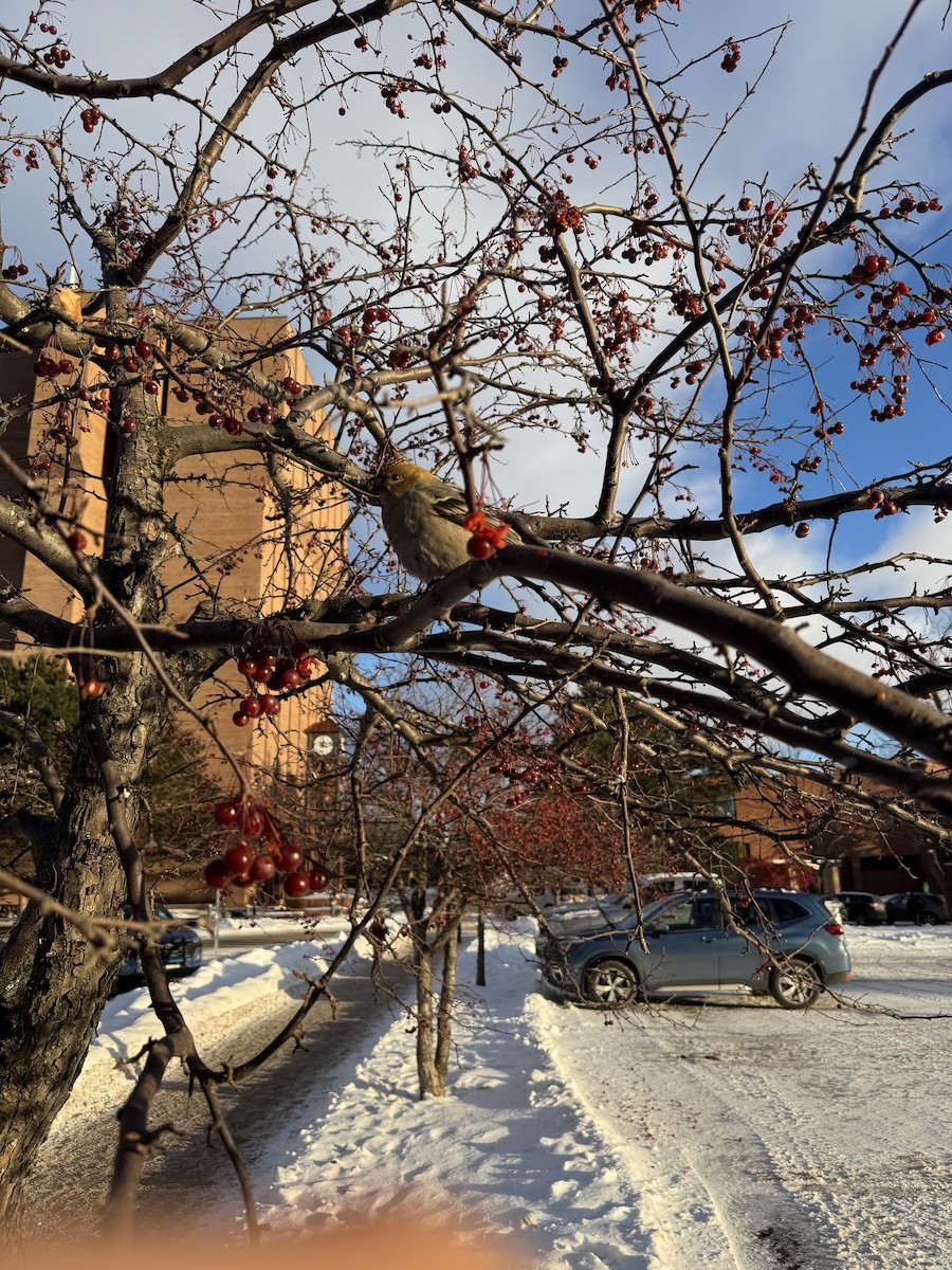 Pinu-gailupa - ML647163149