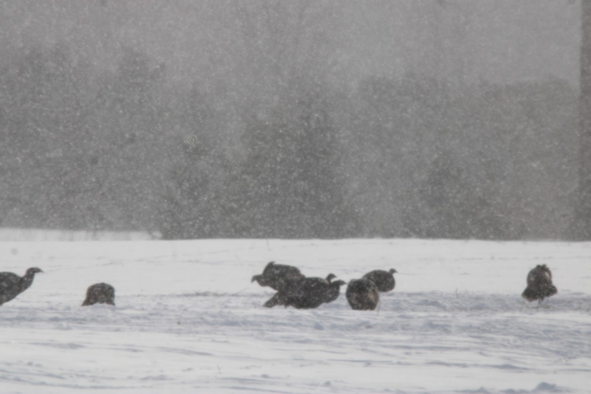 Wild Turkey - ML647163150