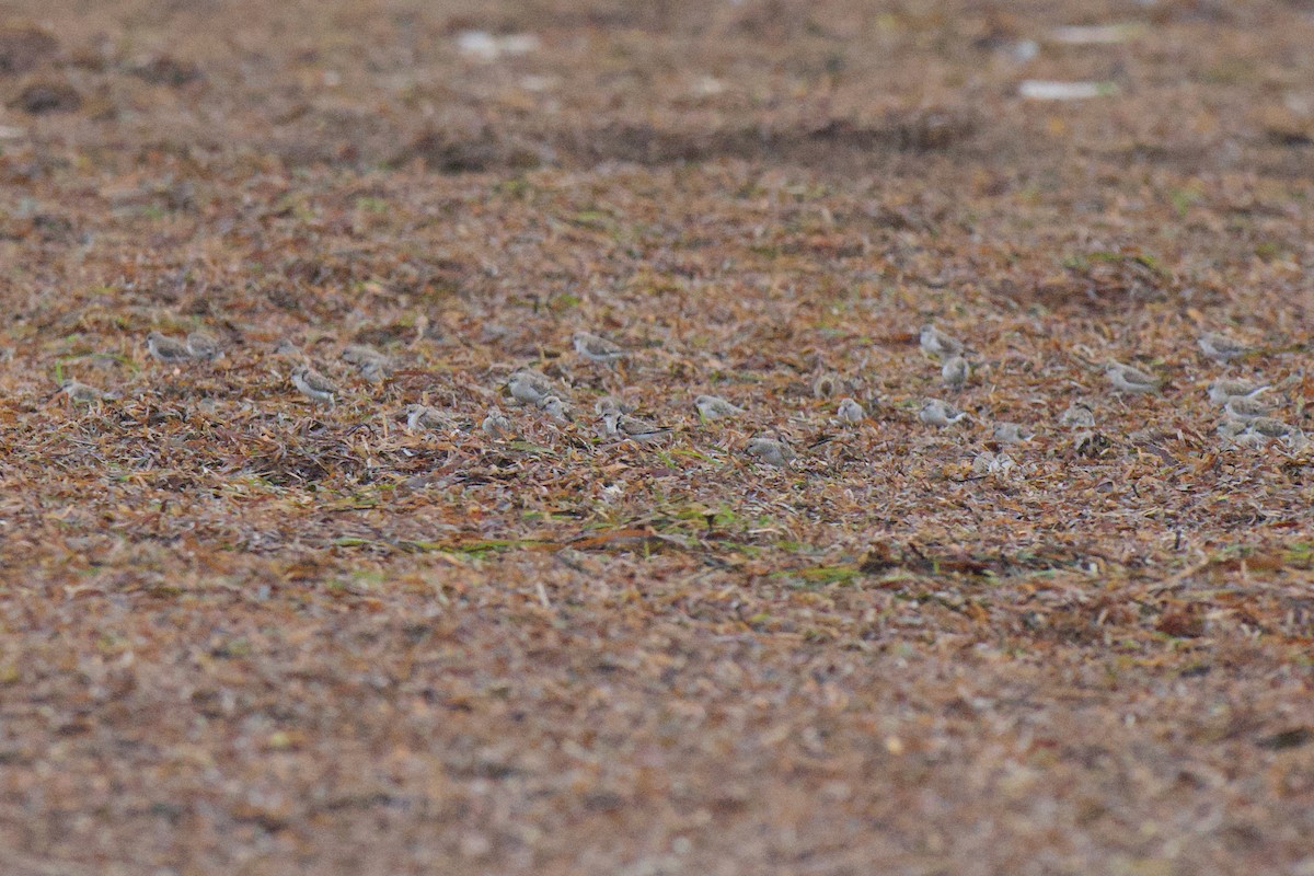 Bécasseau à col roux - ML647163151