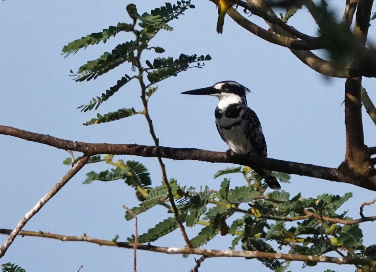 Martin-pêcheur pie - ML647163152