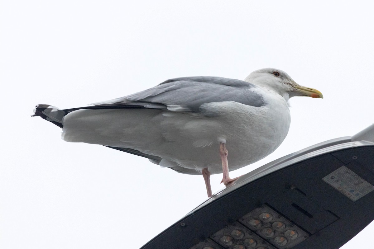 Goéland de la Vega - ML647163154