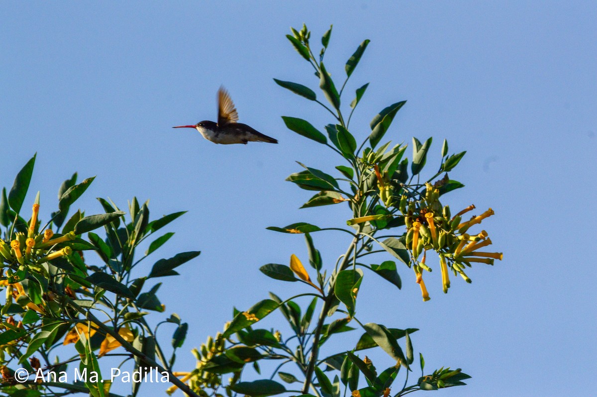 Ariane à couronne violette - ML647163155