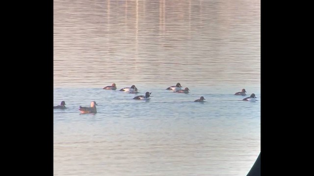 Barrow's Goldeneye - ML647163159