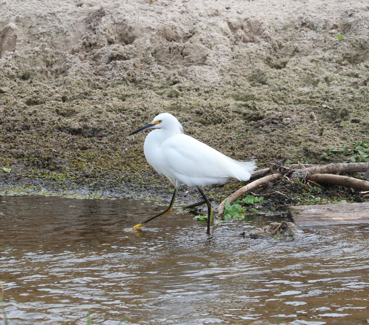 Aigrette neigeuse - ML647163160