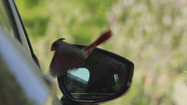 Pyrrhuloxia - ML647163162