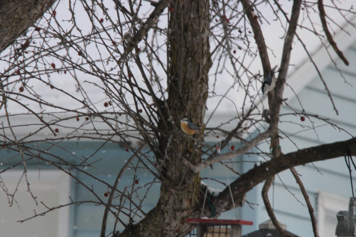 Red-breasted Nuthatch - ML647163165