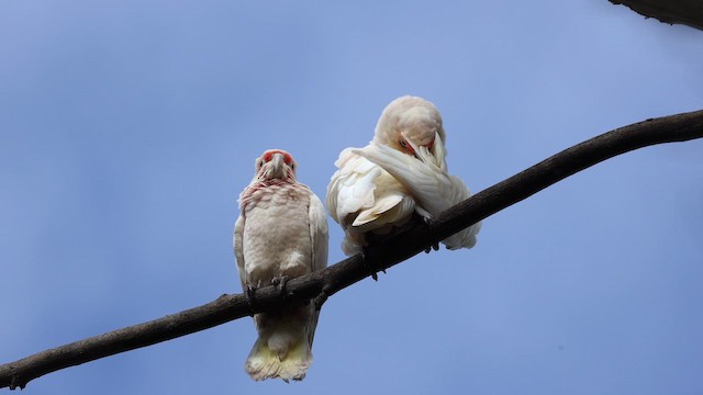 Long-billed Corella - ML647163168