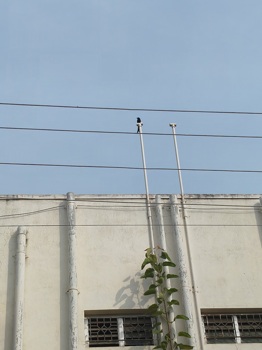 drongo černý - ML647163170