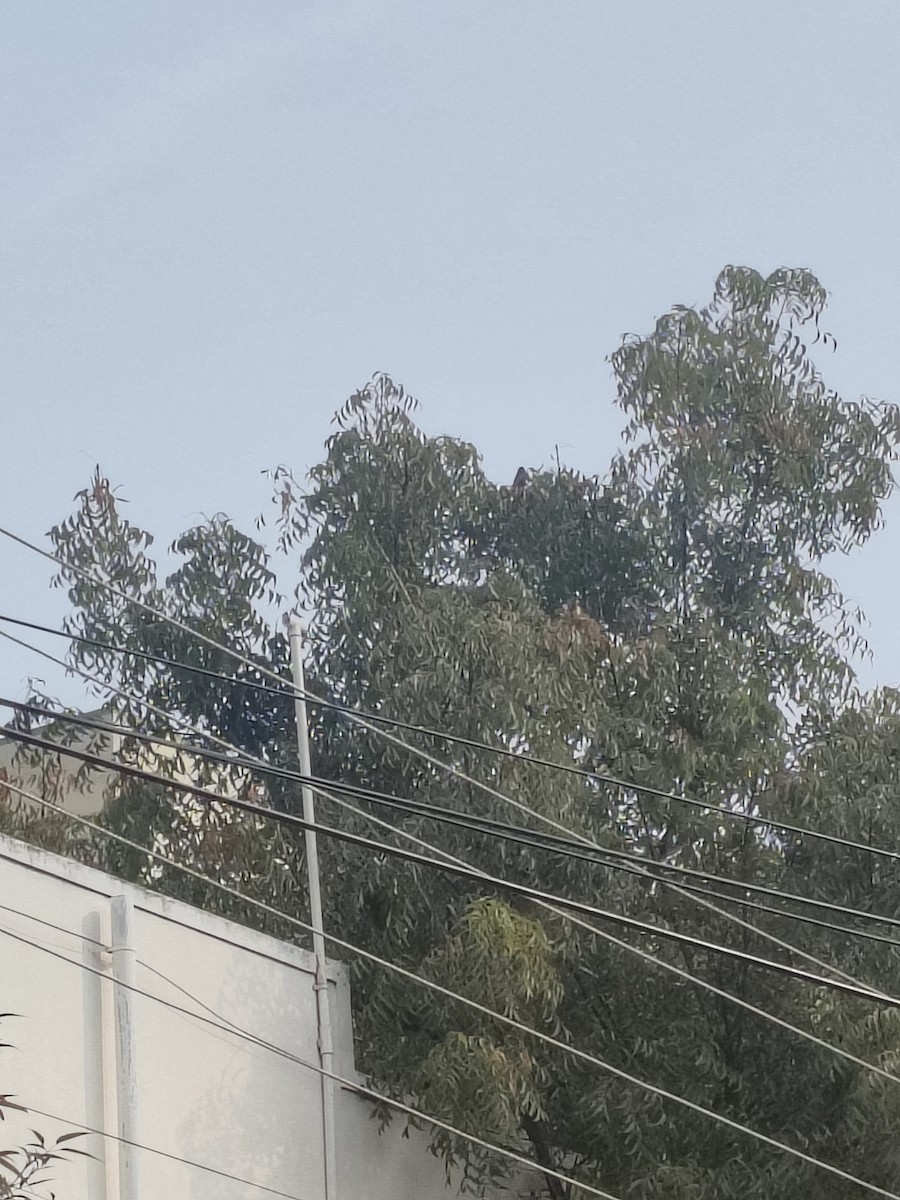 drongo černý - ML647163171