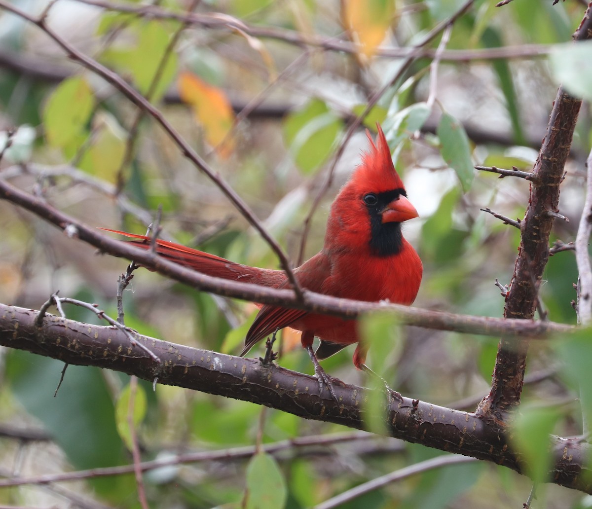 Northern Cardinal - ML647163188