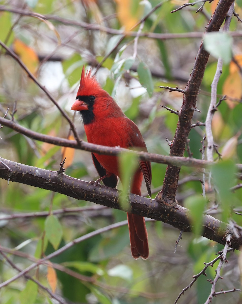 Northern Cardinal - ML647163189